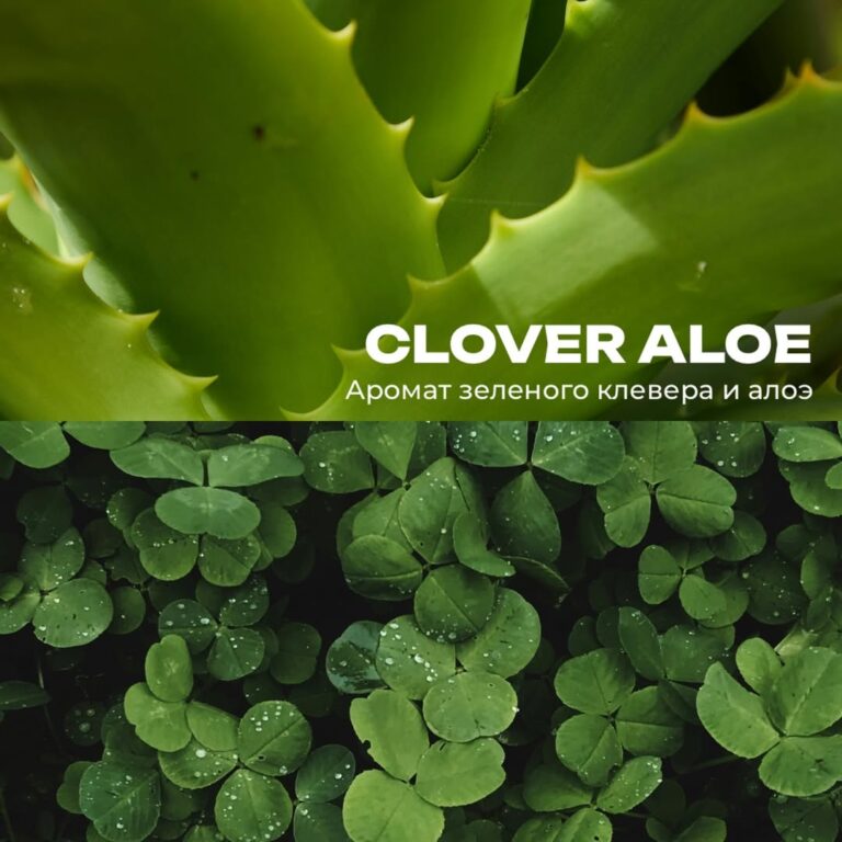 Clover Aloe